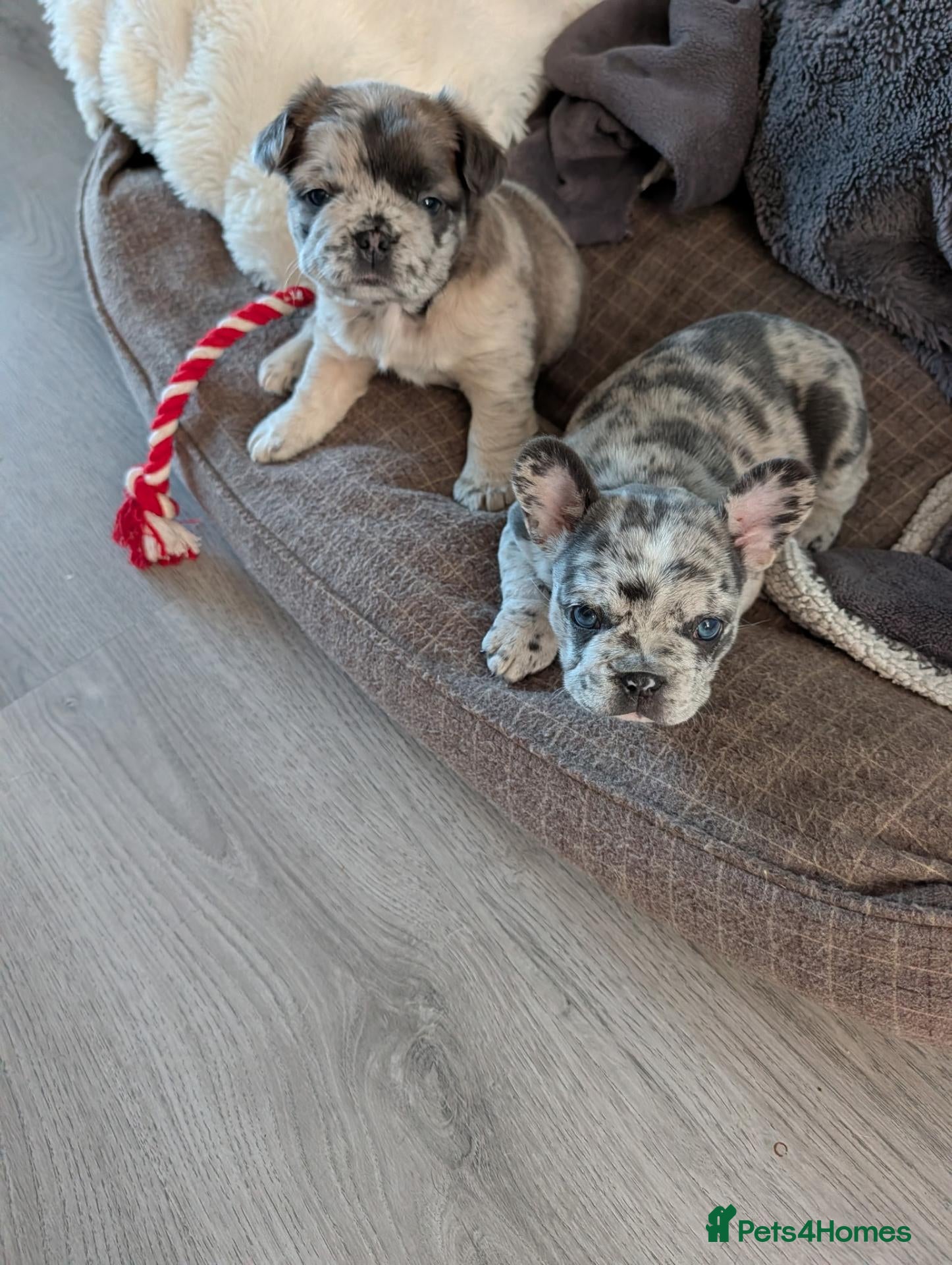 French Bulldog dogs Beautiful Merle Frenchie Girls - Advert 11