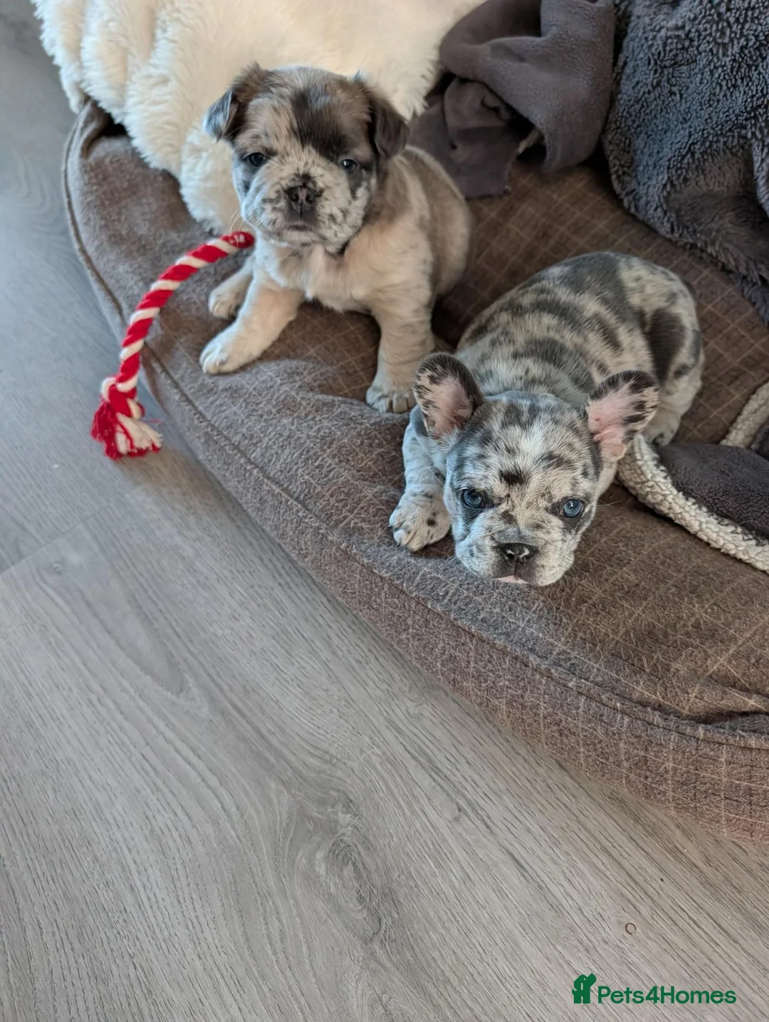 French Bulldog dogs for sale: Beautiful Merle Frenchie Girls in Aberdeen - Advert 1