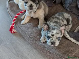 French Bulldog dogs Beautiful Merle Frenchie Girls - Advert 11