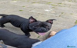 American Bully dogs for sale: Absolutely stunning pocket bully male  - Image 8