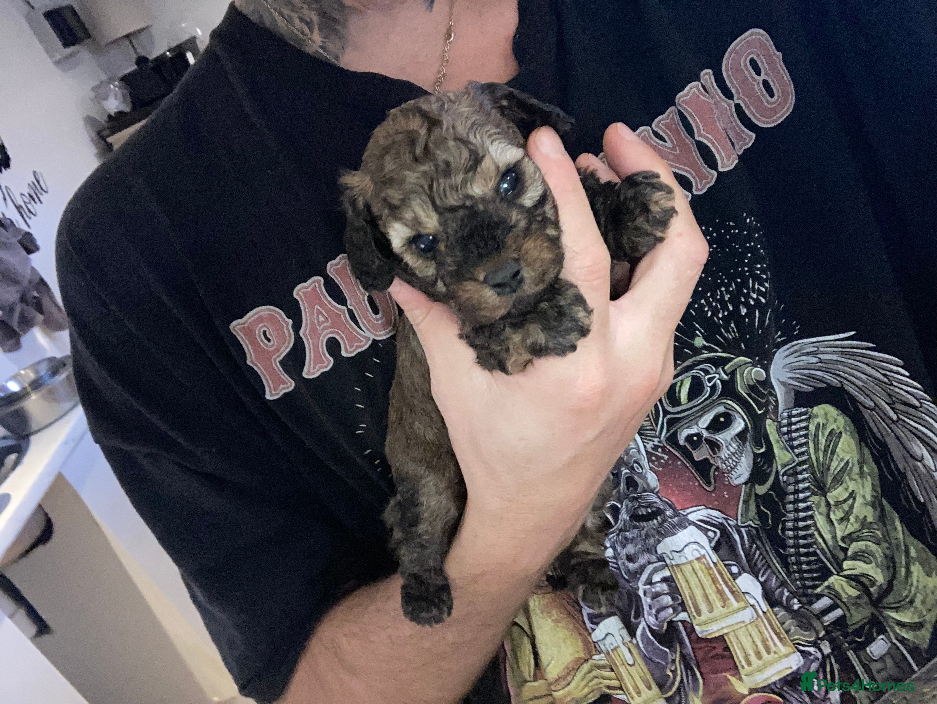 Cavapoo dogs SPRING WAITING LIST TOY CAVAPOO PUPPIES  - Advert 5