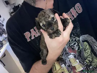 Cavapoo dogs SPRING WAITING LIST TOY CAVAPOO PUPPIES - Advert 5