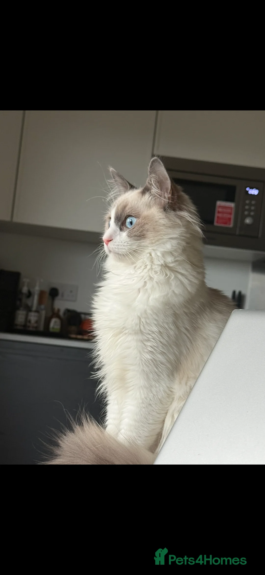 Ragdoll cats for sale: Ragdoll - Advert 4