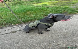 Staffordshire Bull Terrier dogs for sale: Gorgeous black brindle Staffy pups KC - Image 22