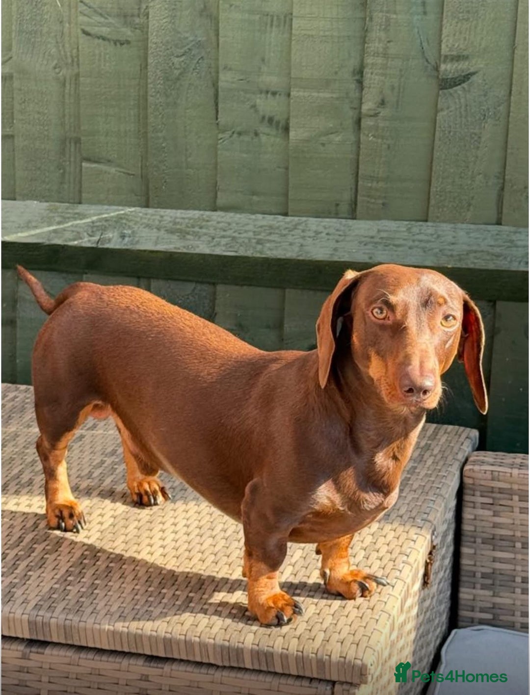 Dachshund dogs for sale: miniature dachshund - Advert 3