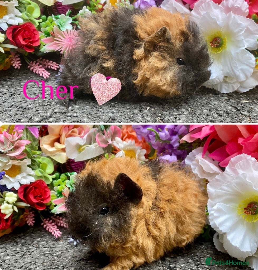 Guinea Pig rodents Pedigree Lunkarya/Blue/ Dalmation Guinea pigs  - Advert 1