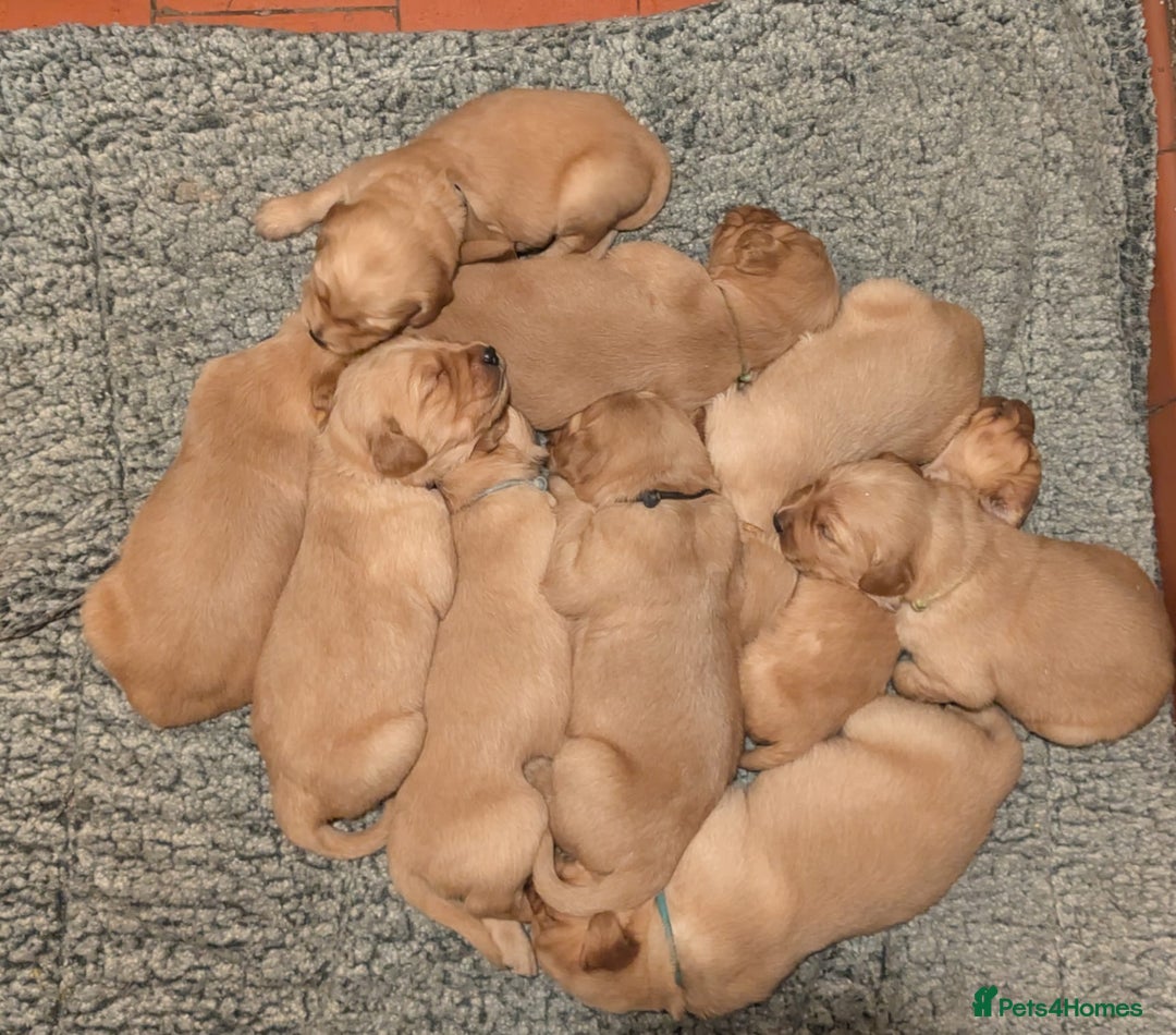 Golden Retriever dogs for sale: Working Golden Retriever Puppies  - Advert 14