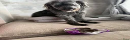 Labradoodle dogs for sale: Beautiful family dog, labradoodle  in Kidderminster - Advert 4