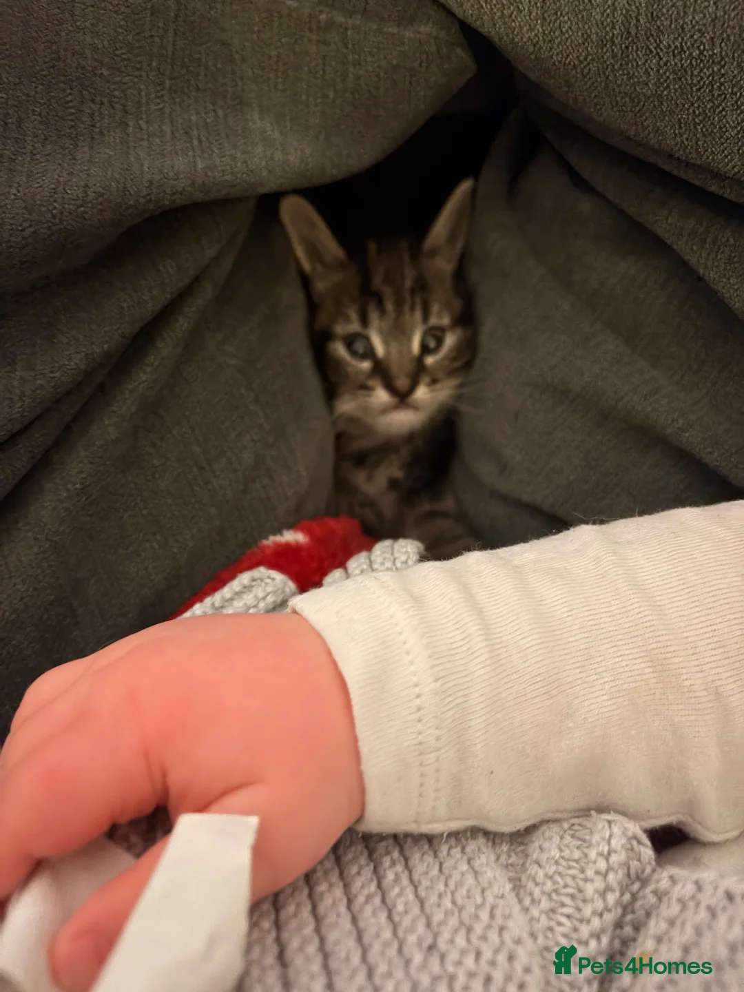 Mixed Breed cats for sale: Half bengal and Norwegian forest cat in Worcester Park - Advert 23