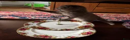 British Shorthair cats for sale: Adorable Kittens for Sale 🐾 - Advert 15