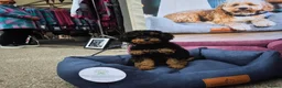Toy Poodle dogs for sale: Stunning Phantom Toy Poodles  - Advert 10