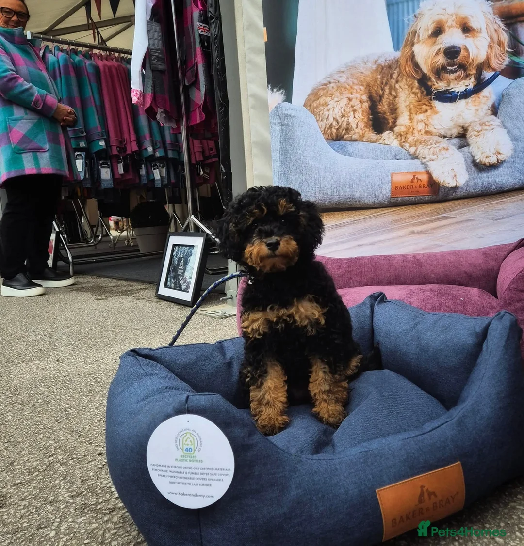Toy Poodle dogs for sale: Stunning Phantom Toy Poodles  - Advert 10