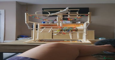 Cockatiels birds - Advert 5