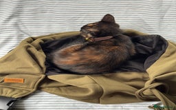 Mixed Breed cats for sale: Tortie Kitten Seeking a Loving Home 🧡 - Image 6