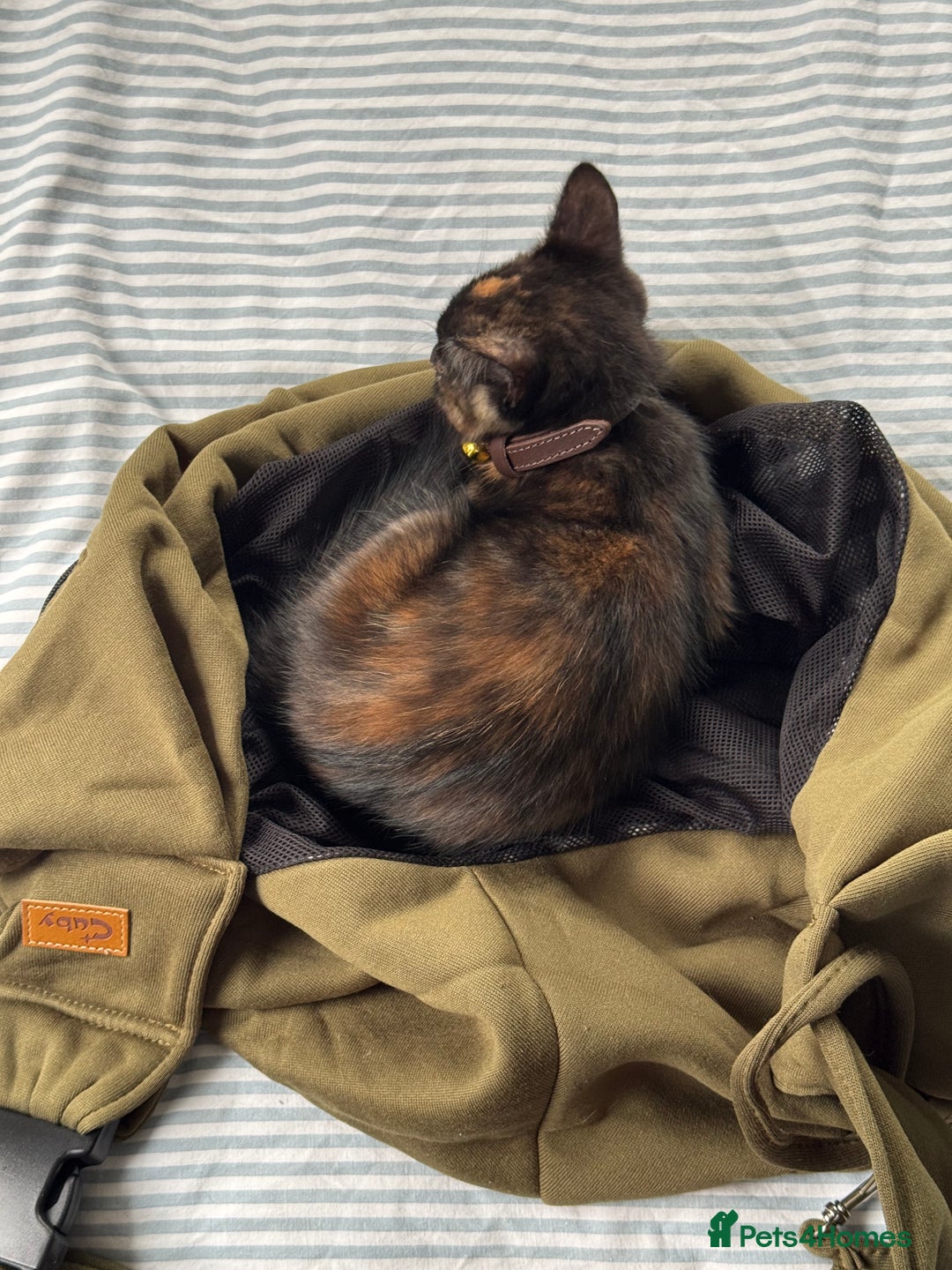 Mixed Breed cats for sale: Tortie Kitten Seeking a Loving Home 🧡 - Image 6