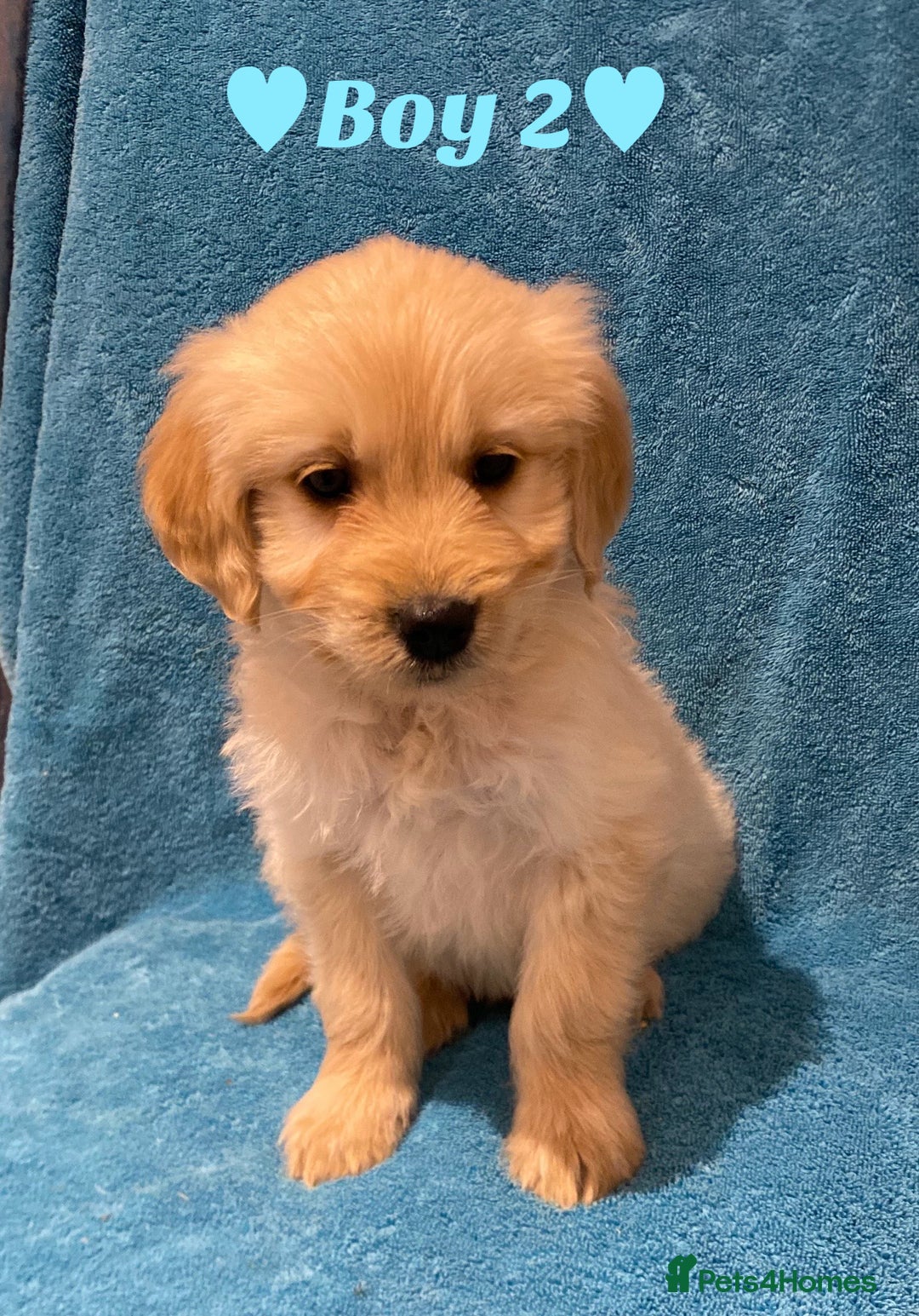 Goldendoodle dogs for sale: F1B Goldendoodles - Image 7