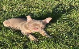 French Bulldog dogs for sale: 11 weeks old Isabella & tan carries fluffy RFG  - Image 24