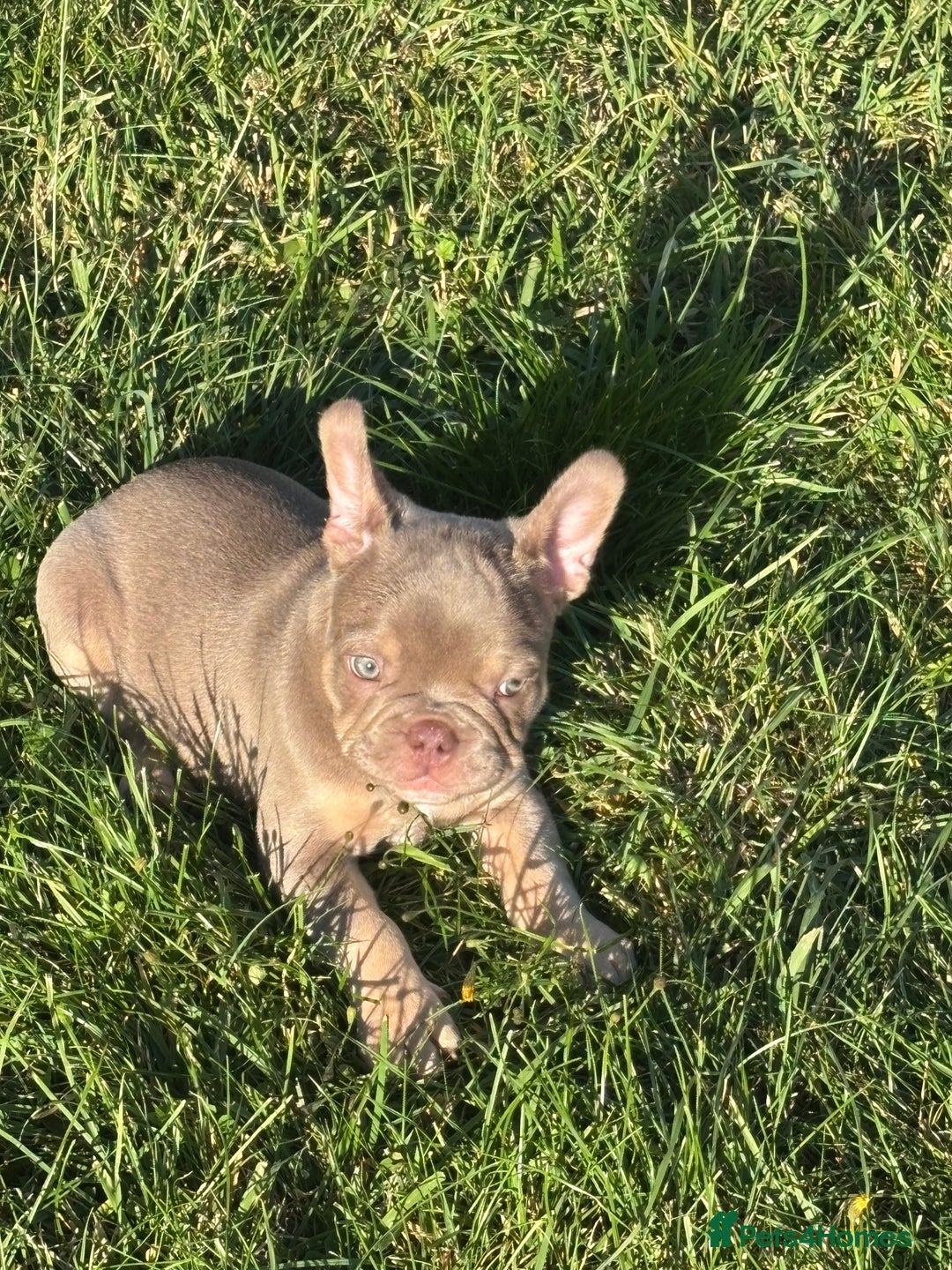 French Bulldog dogs for sale: 11 weeks old Isabella & tan carries fluffy RFG  - Image 24