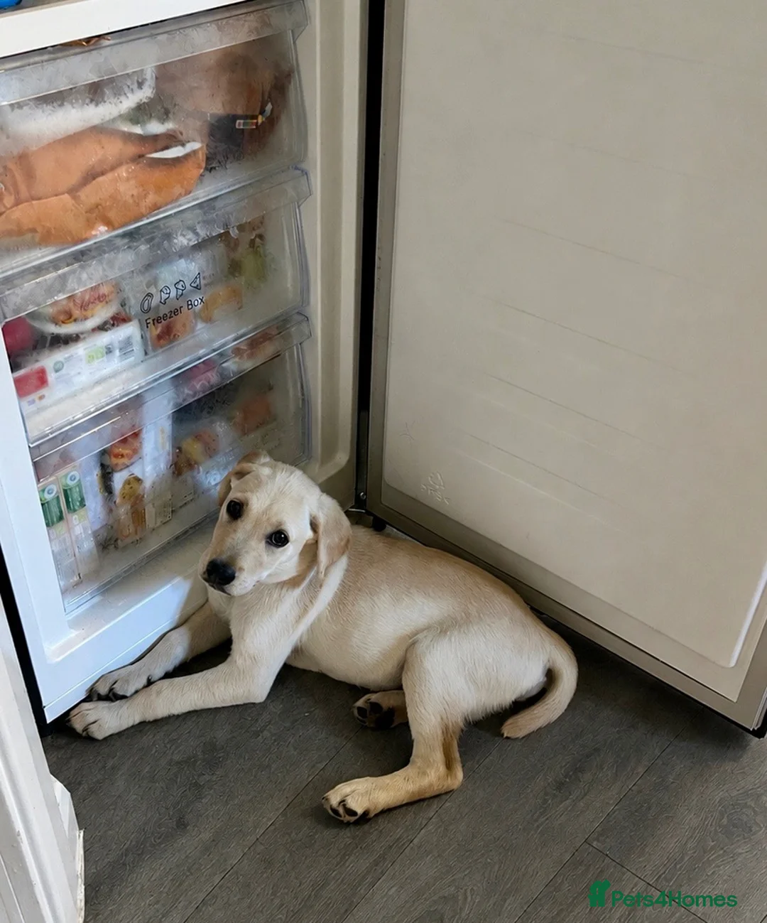 Goldador dogs for sale: 5 Month old Goldador Ready for Forever Home - Advert 2