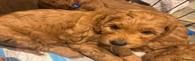 Cockapoo Puppy 2