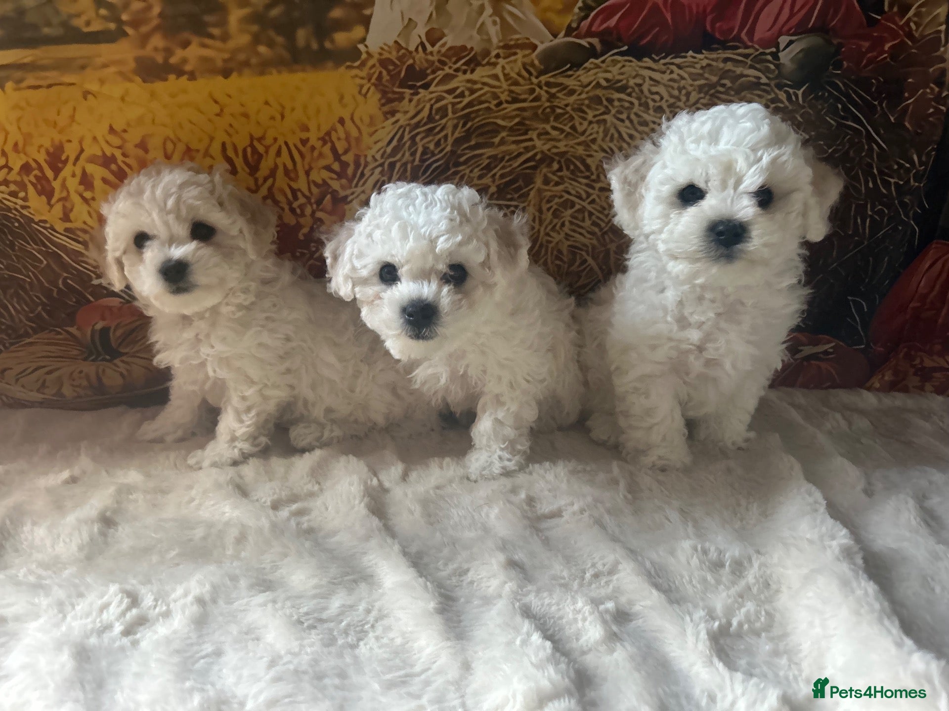 Bichon Frise dogs Champion Pedigree Bichon Frise Puppies - Advert 1