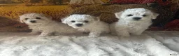 Bichon Frise dogs for sale: Champion Pedigree Bichon Frise Puppies in Maldon - Advert 1