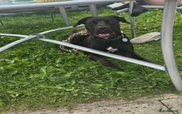 Mixed Breed dogs for sale: Rehome luna - Image 1
