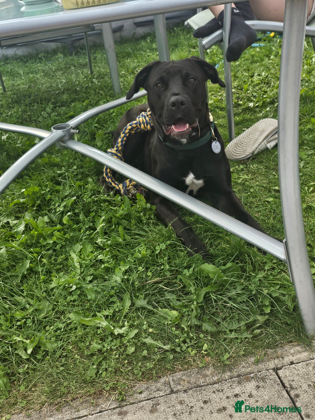Mixed Breed dogs for sale: Rehome luna - Image 1