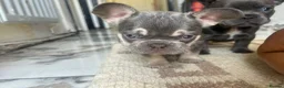 French Bulldog dogs for sale: French bulldog - Advert 9