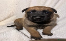 Belgian Shepherd Dog dogs for sale: Belgian malinois puppies  - Image 1