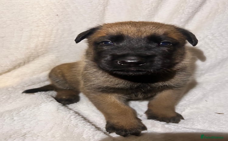 Belgian Shepherd Dog dogs - Advert 4