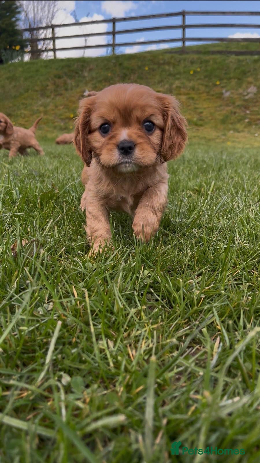 Cavalier King Charles Spaniel dogs KCR Cavalier King Charles Spaniel Puppies - Advert 4