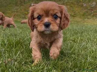 Cavalier King Charles Spaniel dogs KCR Cavalier King Charles Spaniel Puppies - Advert 4