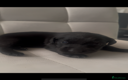 Labrador Retriever dogs for sale: Gorgeous Labrador puppies.  - Image 13