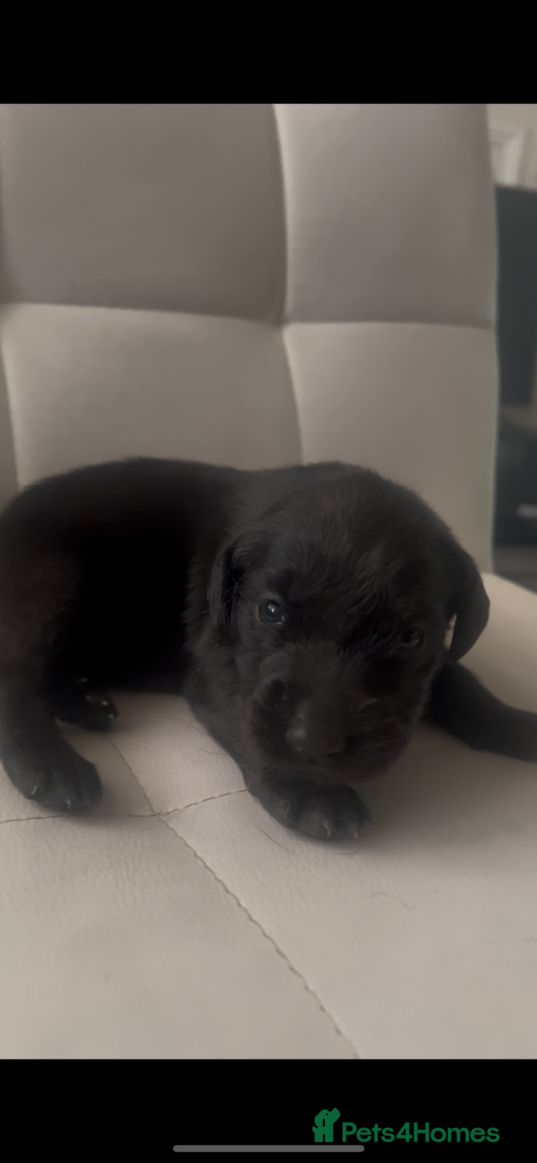 Labrador Retriever dogs for sale: Gorgeous Labrador puppies.  - Image 13