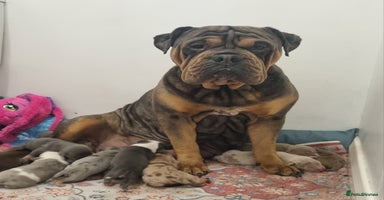 Old Tyme Bulldog dogs - Advert 2