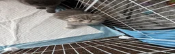 Scottish Fold cats for sale: 5 Beautiful Scottish Fold & straight Kittens - Advert 7