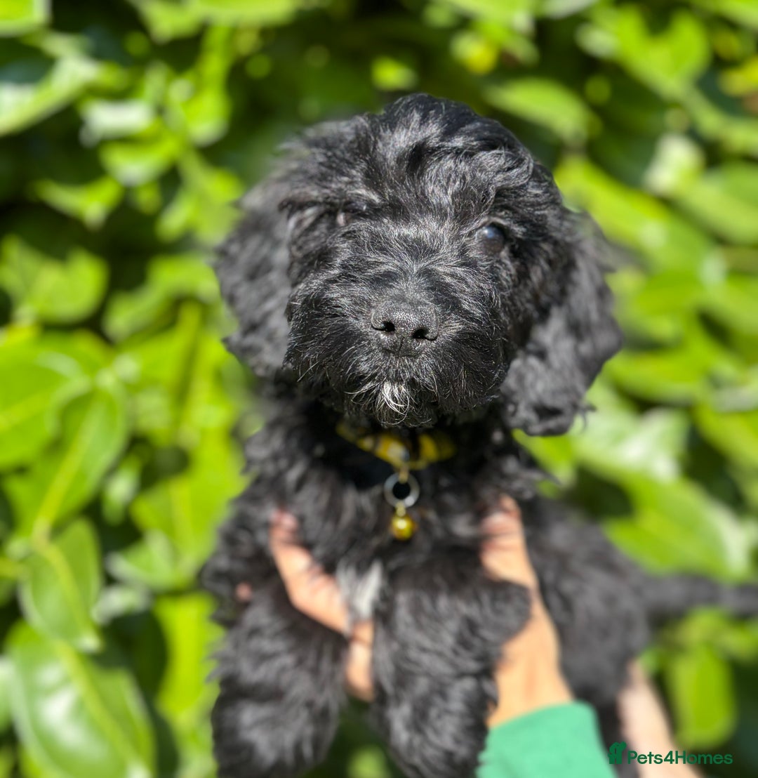 Cockapoo dogs for sale: Stunning Cockerpoo Puppies - Image 10