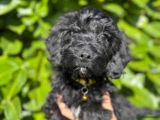 Cockapoo dogs - Advert 14