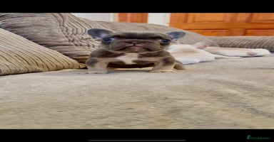French Bulldog dogs - Advert 9