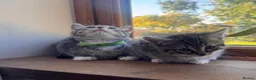 Ragdoll cats for sale: X5 Beautiful Ragdoll X Kittens - Advert 6