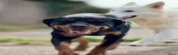 Rottweiler dogs for sale: Athena sweet girl Looking for Loving Home - Advert 5