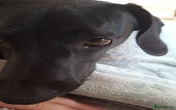 Mixed Breed dogs for sale: Teddy 8 Month Old Dachshund Cross Labrador - Image 5