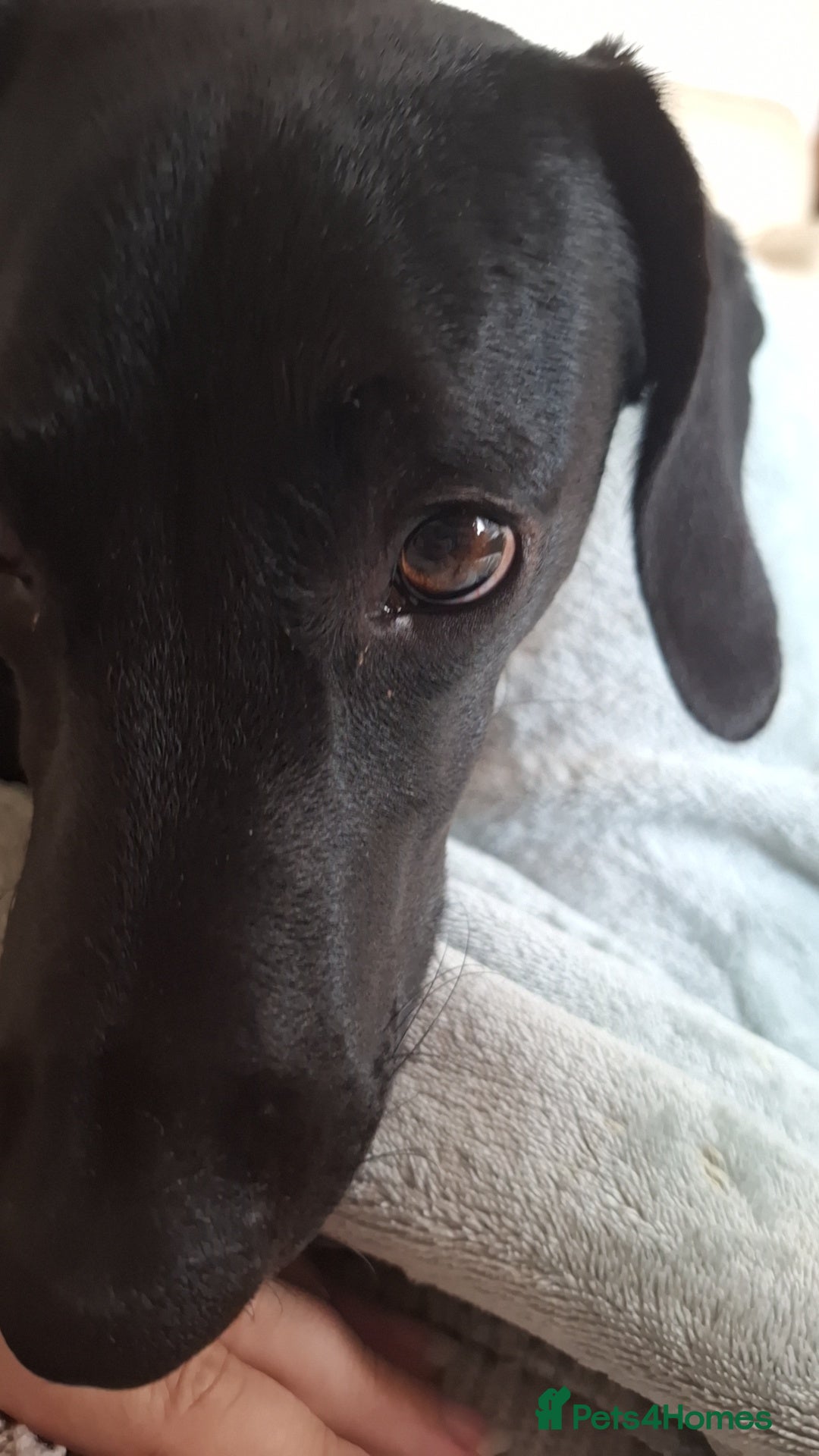 Mixed Breed dogs for sale: Teddy 8 Month Old Dachshund Cross Labrador - Image 5