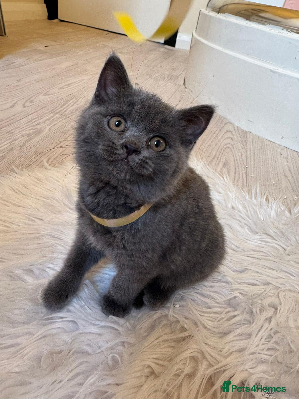 British Shorthair Kitten 4