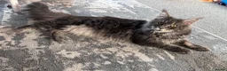 Maine Coon cats for sale: Beautiful Maine Coon Kittens - Advert 20