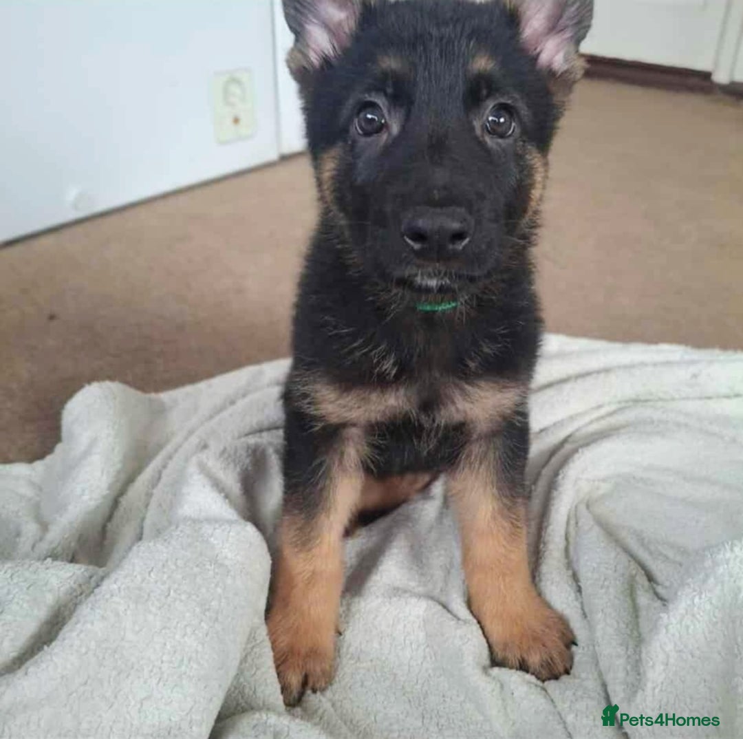 German Shepherd dogs for sale: BEAUTIFUL GERMAN SHEPHERD PUPS READY NOW - Image 33
