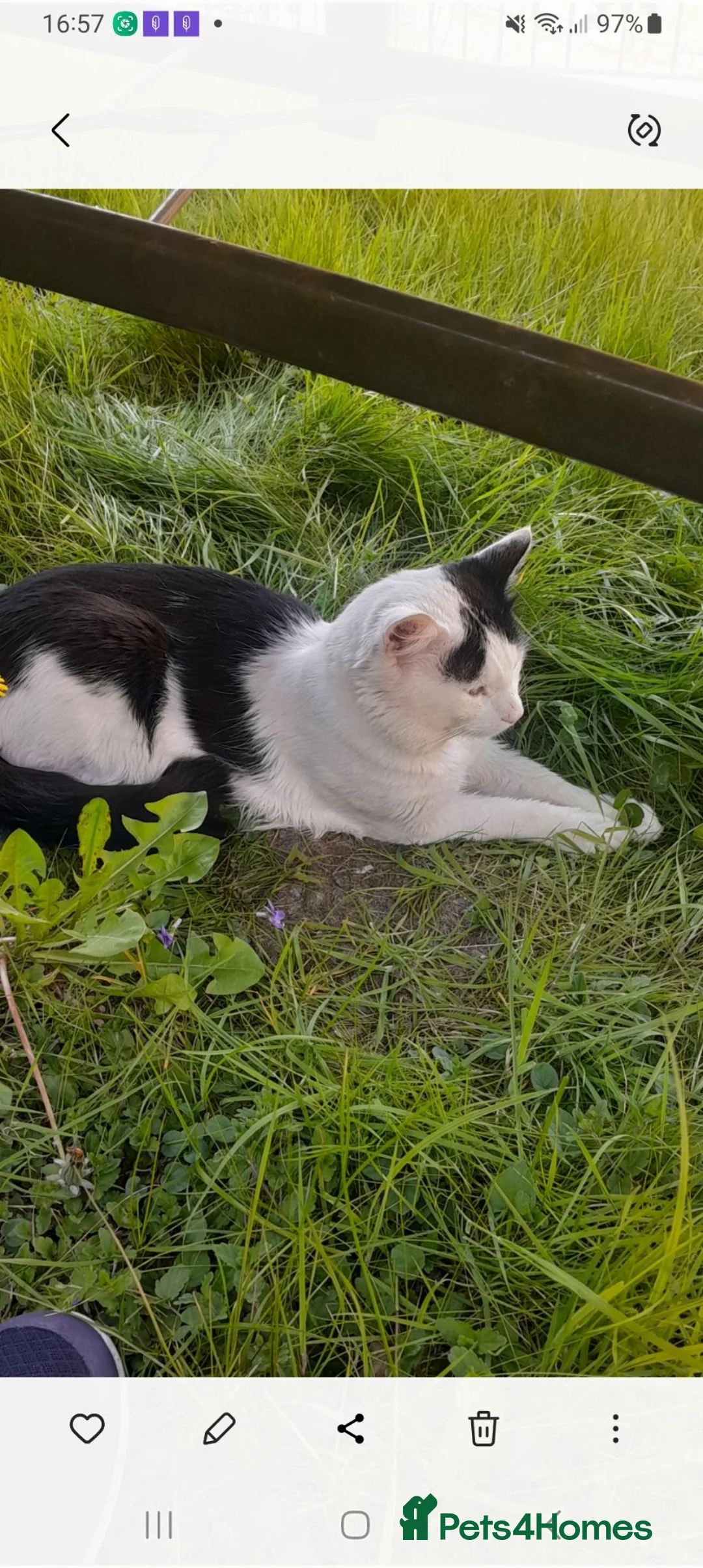 Mixed Breed cats for sale: 2 year male cat ,  **  in Chesterfield - Advert 2