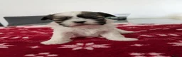 Shih Tzu dogs for sale: Shih tzu puppies  in Darwen - Advert 3