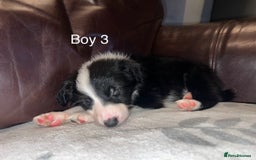 Border Collie dogs for sale: Border Collie Pups - Advert 7